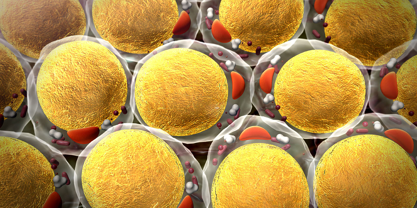 Fat cells